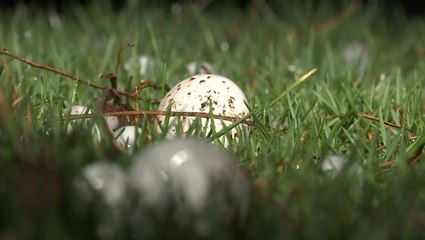 Storm pounds Michigan with large hail