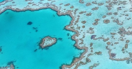 La Grande Barrière de corail vient de traverser son pire épisode de blanchissement, en raison du réchauffement climatique