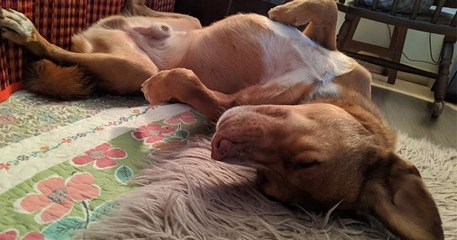 Ce chien a été trouvé seul au milieu de l'océan et a été adopté par son sauveur