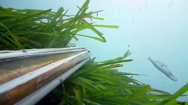 Zıpkınla Barracuda Avı 5 KG - Spearfishing Barracuda