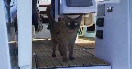 Ce chat qui voyage sur un bateau mène une vraie vie de marin