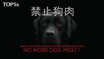 The Barbaric Yulin Dog Eating Festival - What it is and How You Can Help Stop it by 2018...