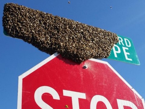 7 things to know about Africanized honey bees in Arizona - ABC15 Digital