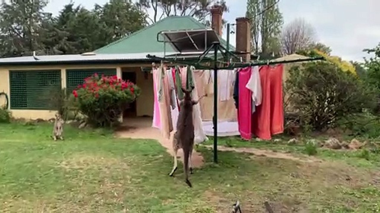 Kangaroo Helps with Clothes