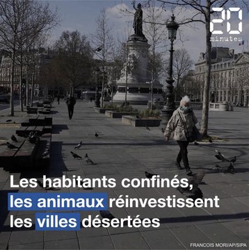 Confinement : Les animaux réinvestissent les villes désertées par les humains