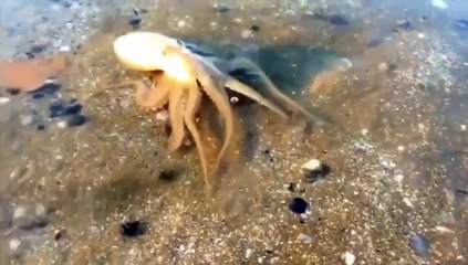 Bạch tuộc mắc cạn