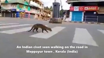 Corona-virus  Lock down effects on animals Life