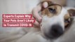 Experts Explain Why Your Pets Aren’t Likely to Transmit COVID-19
