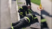 Bomberos de Italia rescatan a un grupo de patos atrapados en un desagüe