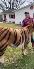 Ce fermier a toujours rêvé d'avoir un tigre, regardez ce qu'il a fait