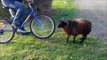 Ce bélier essaie de faire respecter la loi : vélo interdit pendant le confinement