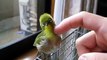 Ce petit oiseau adore les calins