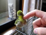 Ce petit oiseau adore les calins