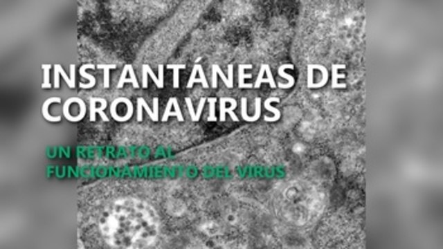 Brasil capta imágenes de momento exacto en que coronavirus infecta una célula
