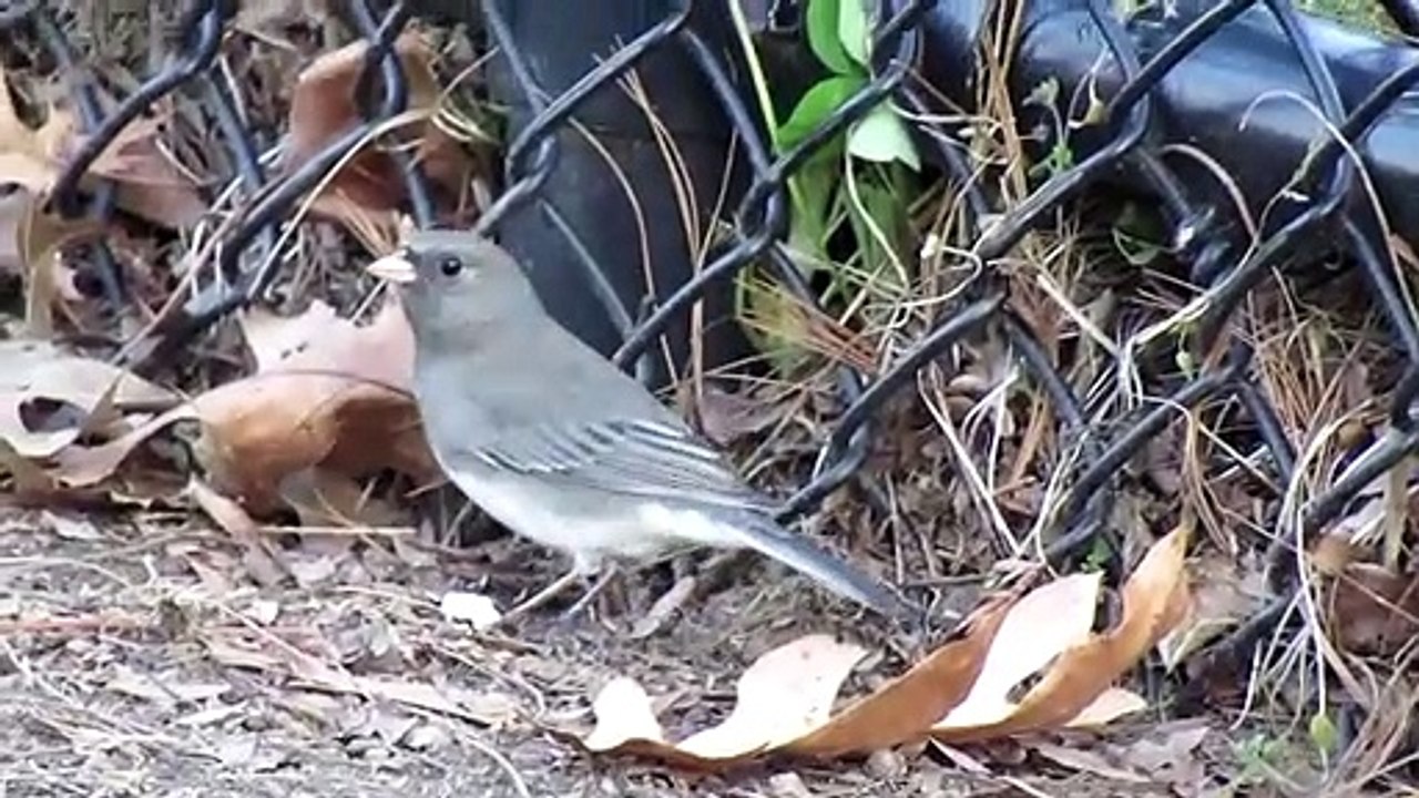 Bird Enjoying Lock down NY