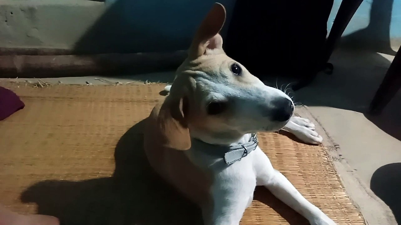 My Dog Became Totally Confused