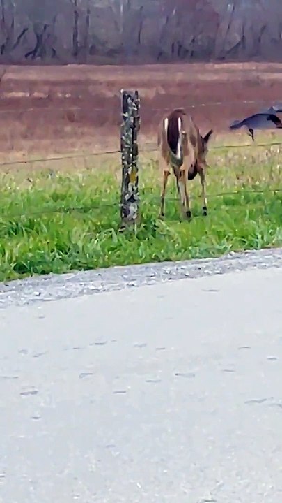 Crow Bugs Feeding Doe