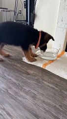 Puppy Bites at Water in Bowl