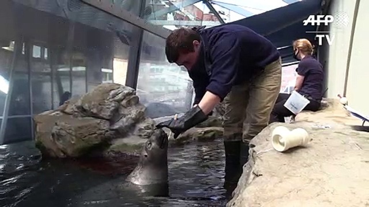 Les dresseurs de l'aquarium de Boston s'occupent des phoques pendant le confinement
