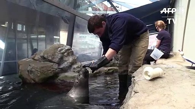Les dresseurs de l'aquarium de Boston s'occupent des phoques pendant le confinement