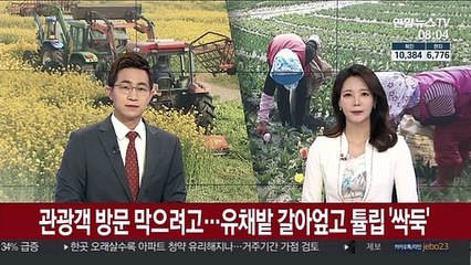 관광객 방문 막으려…유채꽃밭 갈아엎고 튤립 '싹둑'