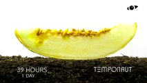 Timelapse Honeydew Melon