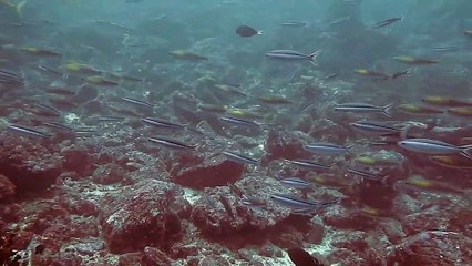 musica relajacion, oceanos