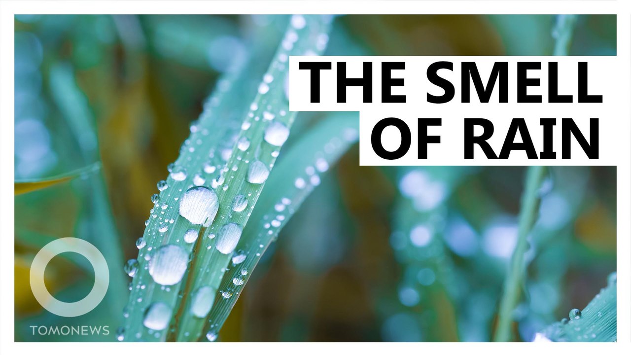 Explainer: How bacteria give the rain its unique smell