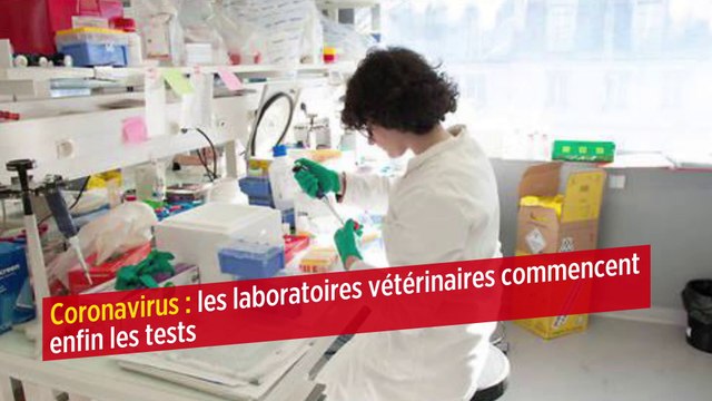 Coronavirus : les laboratoires vétérinaires commencent enfin les tests