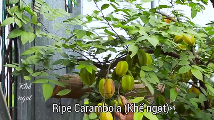 Nhót xanh dầm muối ớt siêu cay hương vị quê nhà (Super spicy Elaeagnus Latifolia) - Am Thuc Me Lam