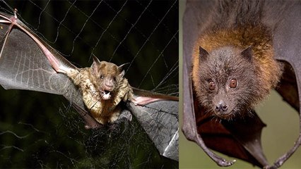 Coronavirus से नहीं पहुचता है चमगादड़ को कोई नुकसान, जानें वजह | Coronavirus Bat | Boldsky