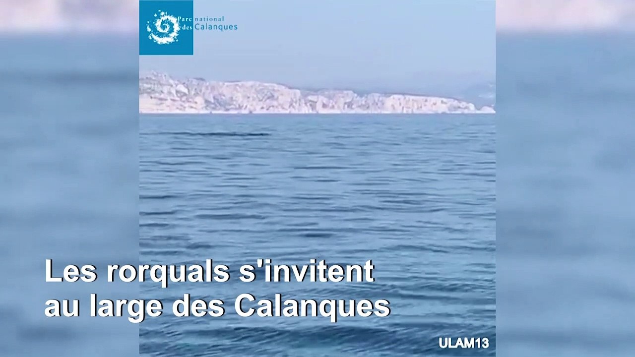 Marseille: deux rorquals aperçus près des côtes du parc des Calanques