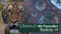 ไม่ใช่แค่คน!! “เสือ”ในสวนสัตว์ ก็ติดโควิด-19