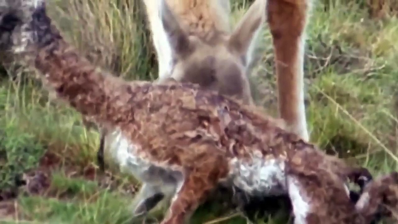 Thanks to the Super Strong Clogs, the 3 Mountain Lions bowed So Disaster 3 Times Hunt