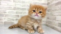 Cat meowing videos | Cute kitten meowing | Cat videos