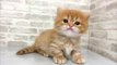 Cat meowing videos | Cute kitten meowing | Cat videos