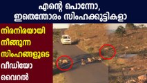 Viral video of lion cubs crossing road : Oneindia Malayalam