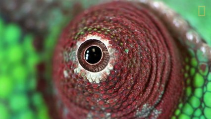 Proyecto Photo Ark, retratar la mayor cantidad de animales antes de que desaparezcan