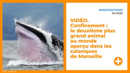 VIDÉO. Confinement : le deuxième plus grand animal au monde aperçu dans les calanques de Marseille