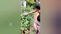 Shilpa Shetty With Son Viaan Pick Brinjals To Make BAINGAN KA BHARTA For Lunch In LOCKDOWN