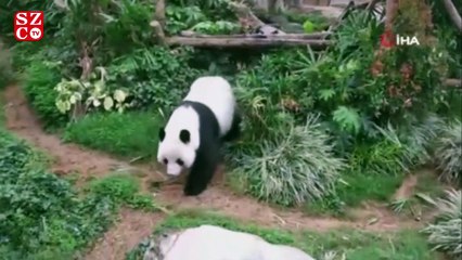 Corona sessizliği pandalara yaradı, 10 yıl sonra çiftleştiler