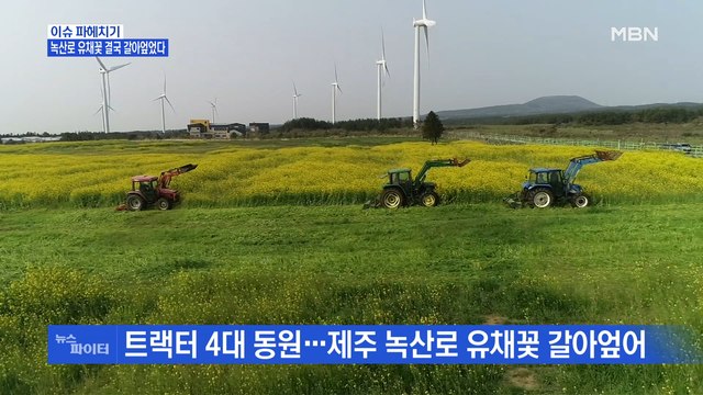 MBN 뉴스파이터-코로나19로 축제 취소해도 찾아오는 상춘객…유채꽃 갈아엎었다_04MBN 뉴스파이터-코로나19로 축제 취소해도 찾아오는 상춘객…유채꽃 갈아엎었다09