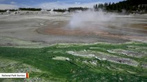 Meet Heat-Loving Yellowstone Creatures That Park Visitors Never See