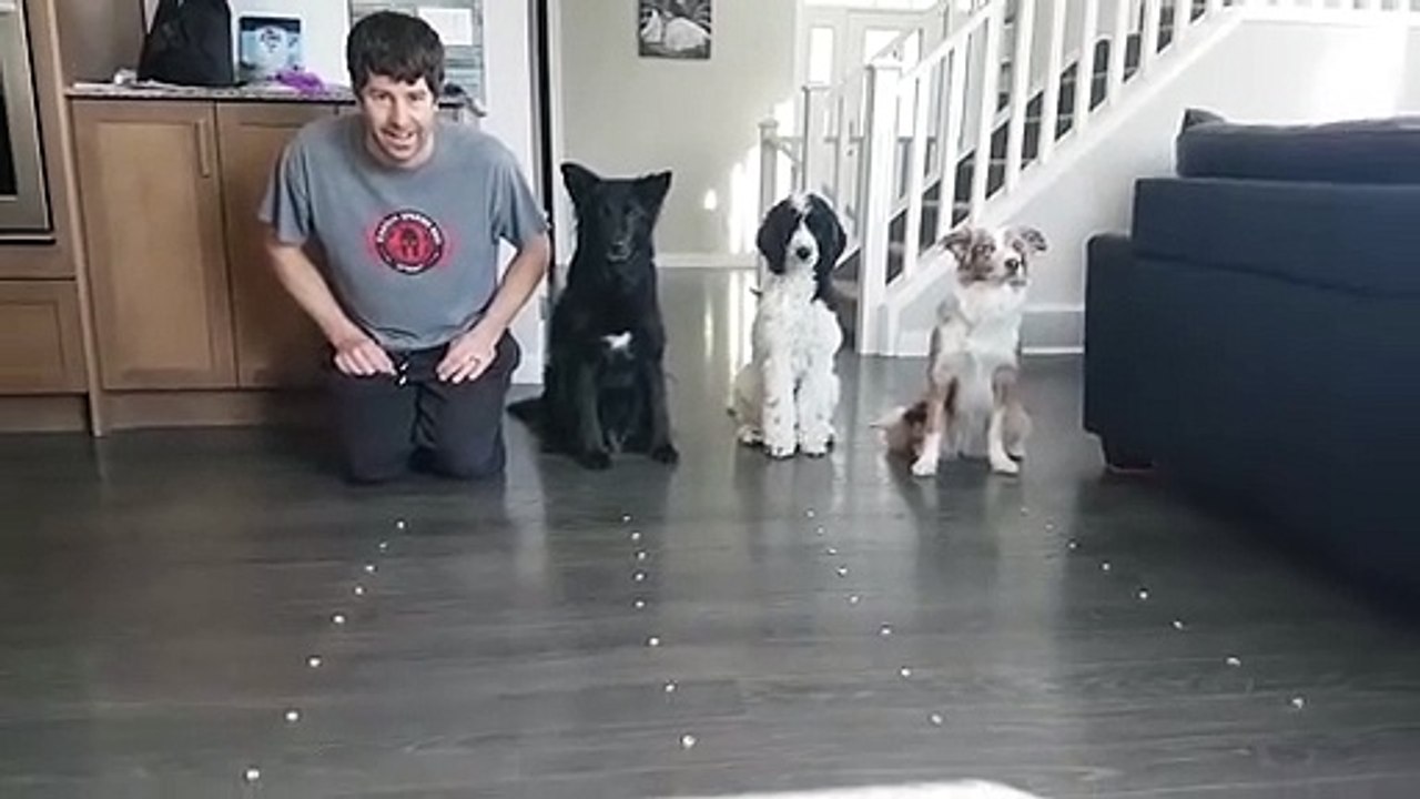 Il fait une course aux croquettes avec ses chiens