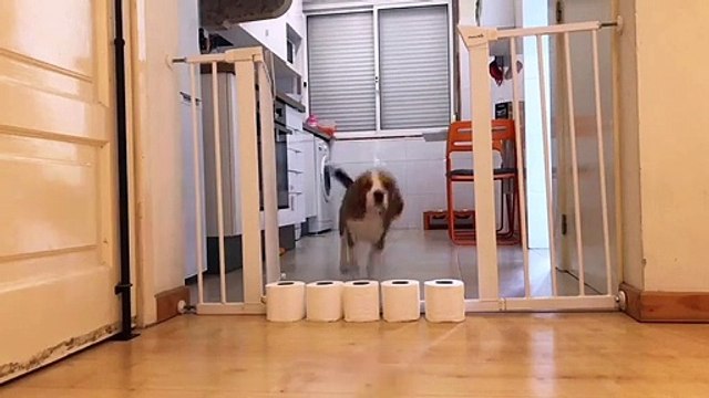 Il apprend à son chien à sauter au dessus d'une haie de PQ