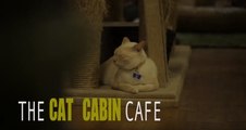 Jalan-jalan Sore Episode The Cat Cabin