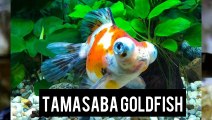 TYPES OF GOLDFISH MUST WATCH VIDEO FOR BEGINNERS.