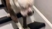 Dog's Different Way of going Down Stairs