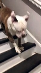 Dog's Different Way of going Down Stairs