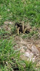 Even Snakes Are Staying at Home During the Pandemic